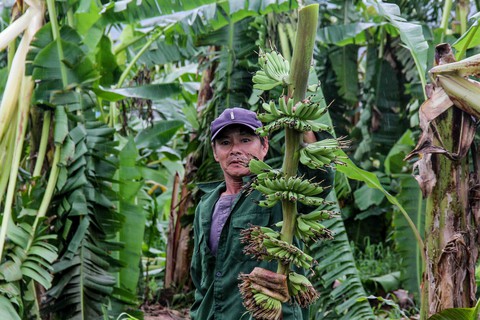 Nông dân thất thần nhìn vùng chuối tiến vua tan hoang sau bão số 4 - Ảnh 3. Nông dân thất thần nhìn vùng chuối tiến vua tan hoang sau bão số 4 - Ảnh 3.