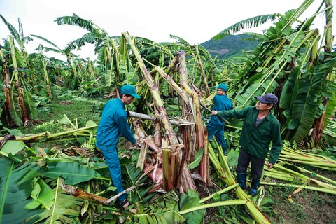 Nông dân thất thần nhìn vùng chuối tiến vua tan hoang sau bão số 4 - Ảnh 4. Nông dân thất thần nhìn vùng chuối tiến vua tan hoang sau bão số 4 - Ảnh 4.