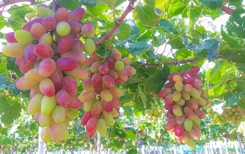 Ninh Thuận mang nho tươi ra thủ đô mời khách - Ảnh 2. Ninh Thuận mang nho tươi ra thủ đô mời khách - Ảnh 2.