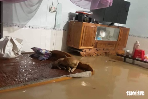 Mưa xối xả, nước dâng trong đêm, bà con Nghệ An hối hả di dời tài sản - Ảnh 7. Mưa xối xả, nước dâng trong đêm, bà con Nghệ An hối hả di dời tài sản - Ảnh 7.
