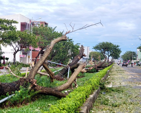 Giải pháp nào cho cây xanh đô thị Đà Nẵng? - Ảnh 2. Giải pháp nào cho cây xanh đô thị Đà Nẵng? - Ảnh 2.
