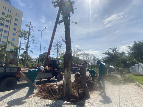 Quảng Nam dọn dẹp phố xá, cứu cây xanh bật gốc, ngã đổ sau bão - Ảnh 2. Quảng Nam dọn dẹp phố xá, cứu cây xanh bật gốc, ngã đổ sau bão - Ảnh 2.