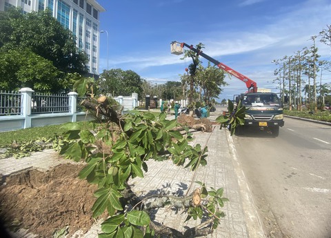 Quảng Nam dọn dẹp phố xá, cứu cây xanh bật gốc, ngã đổ sau bão - Ảnh 4. Quảng Nam dọn dẹp phố xá, cứu cây xanh bật gốc, ngã đổ sau bão - Ảnh 4.