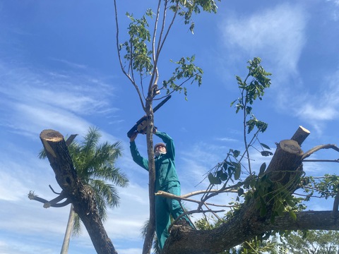 Quảng Nam dọn dẹp phố xá, cứu cây xanh bật gốc, ngã đổ sau bão - Ảnh 3. Quảng Nam dọn dẹp phố xá, cứu cây xanh bật gốc, ngã đổ sau bão - Ảnh 3.