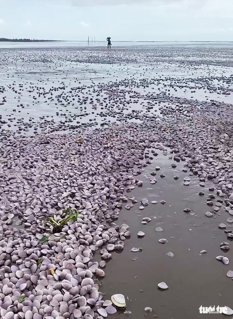 Hàng chục tấn ngao sóng đánh dạt vào bờ, dân kéo nhau đi nhặt ‘lộc trời’ - Ảnh 1. Hàng chục tấn ngao sóng đánh dạt vào bờ, dân kéo nhau đi nhặt ‘lộc trời’ - Ảnh 1.