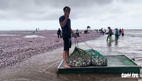 Hàng chục tấn ngao sóng đánh dạt vào bờ, dân kéo nhau đi nhặt ‘lộc trời’ - Ảnh 3. Hàng chục tấn ngao sóng đánh dạt vào bờ, dân kéo nhau đi nhặt ‘lộc trời’ - Ảnh 3.