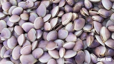 Hàng chục tấn ngao sóng đánh dạt vào bờ, dân kéo nhau đi nhặt ‘lộc trời’ - Ảnh 4. Hàng chục tấn ngao sóng đánh dạt vào bờ, dân kéo nhau đi nhặt ‘lộc trời’ - Ảnh 4.