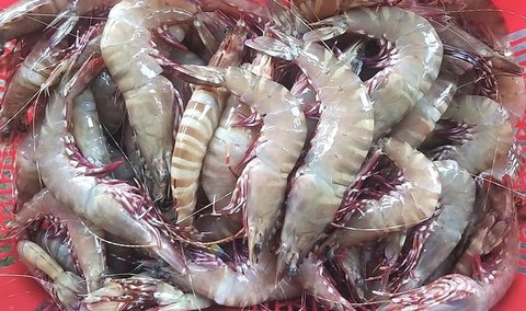 Chỉ trong tháng 8, xuất khẩu hải sản tăng 80% so với cùng kỳ năm 2021 - Ảnh 1. Chỉ trong tháng 8, xuất khẩu hải sản tăng 80% so với cùng kỳ năm 2021 - Ảnh 1.