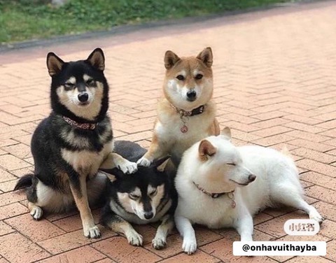 Ảnh vui 30-9: Ăn kem còn dính mỏ thì làm sao mà lấy chồng?! - Ảnh 3. Ảnh vui 30-9: Ăn kem còn dính mỏ thì làm sao mà lấy chồng?! - Ảnh 3.