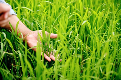 BASF Việt Nam hướng tới nền sản xuất bền vững - Ảnh 1. BASF Việt Nam hướng tới nền sản xuất bền vững - Ảnh 1.