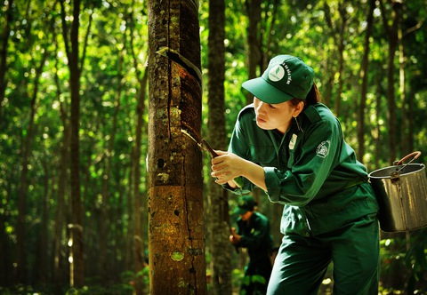 Ngành cao su phát huy truyền thống trên chặng đường mới - Ảnh 1. Ngành cao su phát huy truyền thống trên chặng đường mới - Ảnh 1.