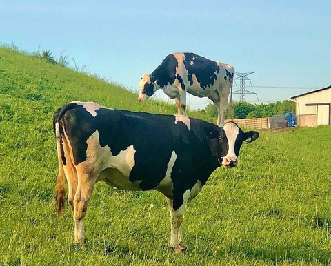 Dân tình rối não vì những bức ảnh gây hoang mang thị giác - Ảnh 1. Dân tình rối não vì những bức ảnh gây hoang mang thị giác - Ảnh 1.