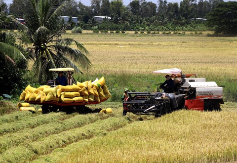 Đề án 1 triệu ha lúa chất lượng cao ở ĐBSCL: Tăng giá trị hạt gạo Việt - Ảnh 1. Đề án 1 triệu ha lúa chất lượng cao ở ĐBSCL: Tăng giá trị hạt gạo Việt - Ảnh 1.