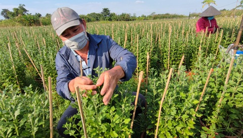 Niêm yết giá hoa Tết, lợi đôi đàng - Ảnh 4. Niêm yết giá hoa Tết, lợi đôi đàng - Ảnh 4.