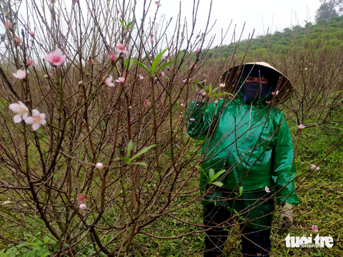 Thấp thỏm đợi Tết ở ‘thủ phủ’ đào phai Hà Tĩnh - Ảnh 3. Thấp thỏm đợi Tết ở ‘thủ phủ’ đào phai Hà Tĩnh - Ảnh 3.