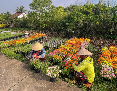 Niêm yết giá hoa Tết, lợi đôi đàng - Ảnh 2. Niêm yết giá hoa Tết, lợi đôi đàng - Ảnh 2.