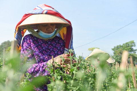 Niêm yết giá hoa Tết, lợi đôi đàng - Ảnh 3. Niêm yết giá hoa Tết, lợi đôi đàng - Ảnh 3.