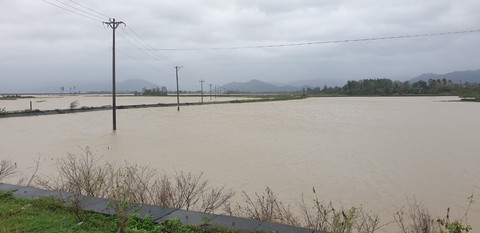 Mưa lớn kéo dài, nông dân Phú Yên rơi nước mắt - Ảnh 1. Mưa lớn kéo dài, nông dân Phú Yên rơi nước mắt - Ảnh 1.