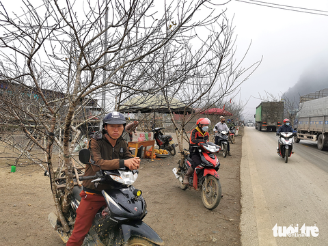 Chào bán đào ven quốc lộ 6 (Sơn La) - Ảnh: VŨ TUẤN Chào bán đào ven quốc lộ 6 (Sơn La) - Ảnh: VŨ TUẤN