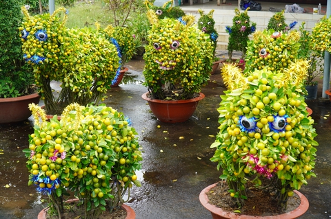 Cho rằng linh vật mèo không may mắn, làng kiểng thú khan hiếm hàng - Ảnh 5. Cho rằng linh vật mèo không may mắn, làng kiểng thú khan hiếm hàng - Ảnh 5.