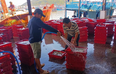 Tàu cá bám biển xuyên Tết: Năm nào không ăn Tết trên biển lại thấy thiếu gì đó - Ảnh 3. Tàu cá bám biển xuyên Tết: Năm nào không ăn Tết trên biển lại thấy thiếu gì đó - Ảnh 3.