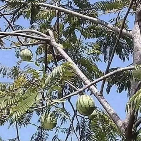 Ảnh vui 12-1: Cô dâu đắc thắng khi bẫy chồng thành công - Ảnh 6. Ảnh vui 12-1: Cô dâu đắc thắng khi bẫy chồng thành công - Ảnh 6.