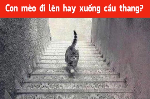 Thử tài phán đoán: Con mèo đang đi lên hay xuống cầu thang? - Ảnh 1. Thử tài phán đoán: Con mèo đang đi lên hay xuống cầu thang? - Ảnh 1.