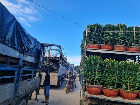 Thương lái ùa về, thủ phủ hoa cúc miền Trung kẹt cứng - Ảnh 8. Thương lái ùa về, thủ phủ hoa cúc miền Trung kẹt cứng - Ảnh 8.