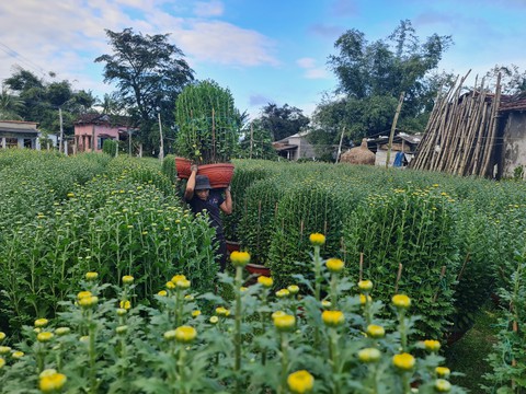 Thương lái ùa về, thủ phủ hoa cúc miền Trung kẹt cứng - Ảnh 9. Thương lái ùa về, thủ phủ hoa cúc miền Trung kẹt cứng - Ảnh 9.