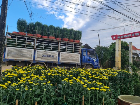 Thương lái ùa về, thủ phủ hoa cúc miền Trung kẹt cứng - Ảnh 6. Thương lái ùa về, thủ phủ hoa cúc miền Trung kẹt cứng - Ảnh 6.