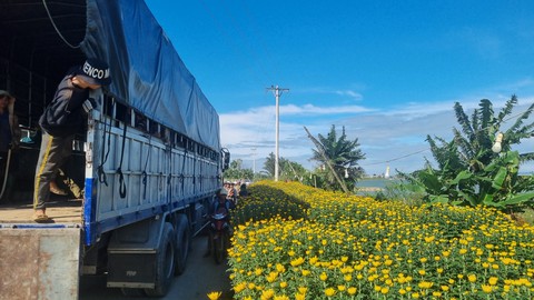 Thương lái ùa về, thủ phủ hoa cúc miền Trung kẹt cứng - Ảnh 7. Thương lái ùa về, thủ phủ hoa cúc miền Trung kẹt cứng - Ảnh 7.