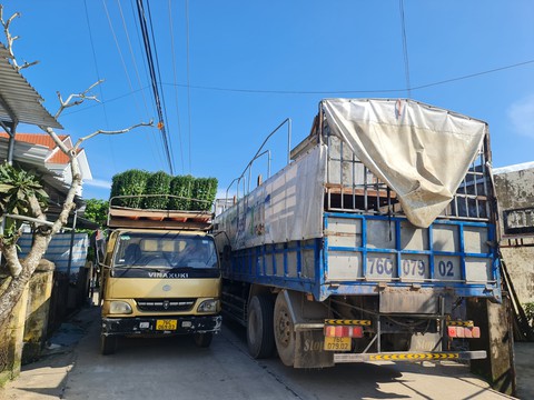 Thương lái ùa về, thủ phủ hoa cúc miền Trung kẹt cứng - Ảnh 2. Thương lái ùa về, thủ phủ hoa cúc miền Trung kẹt cứng - Ảnh 2.