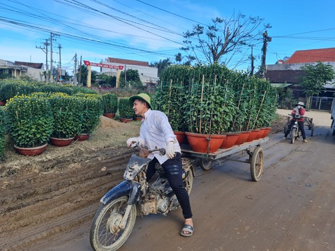 Thương lái ùa về, thủ phủ hoa cúc miền Trung kẹt cứng - Ảnh 3. Thương lái ùa về, thủ phủ hoa cúc miền Trung kẹt cứng - Ảnh 3.