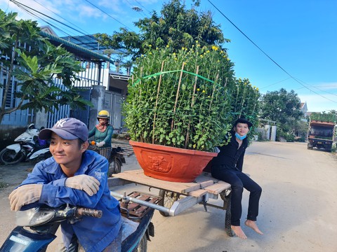 Thương lái ùa về, thủ phủ hoa cúc miền Trung kẹt cứng - Ảnh 10. Thương lái ùa về, thủ phủ hoa cúc miền Trung kẹt cứng - Ảnh 10.