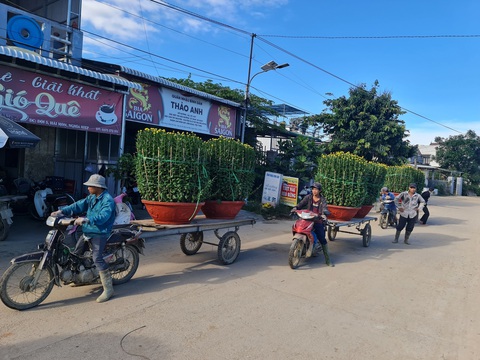 Thủ phủ hoa cúc miền Trung Tết này thắng lớn - Ảnh 3. Thủ phủ hoa cúc miền Trung Tết này thắng lớn - Ảnh 3.