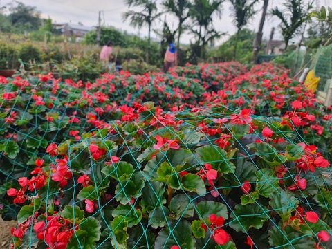 Thủ phủ hoa cúc miền Trung Tết này thắng lớn - Ảnh 5. Thủ phủ hoa cúc miền Trung Tết này thắng lớn - Ảnh 5.