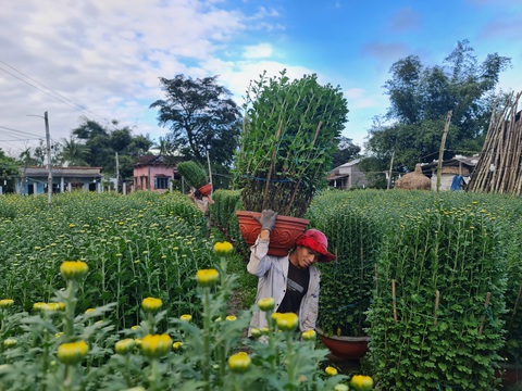 Thủ phủ hoa cúc miền Trung Tết này thắng lớn - Ảnh 2. Thủ phủ hoa cúc miền Trung Tết này thắng lớn - Ảnh 2.