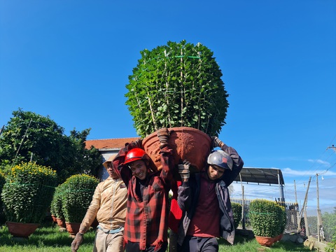 Thủ phủ hoa cúc miền Trung Tết này thắng lớn - Ảnh 4. Thủ phủ hoa cúc miền Trung Tết này thắng lớn - Ảnh 4.