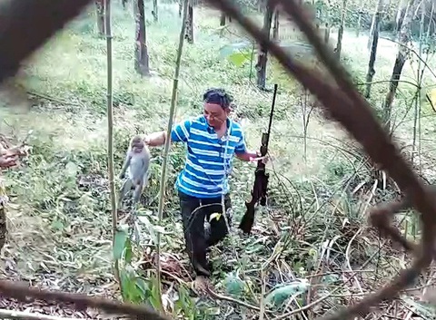 Bắn gây mê khỉ đực quậy phá, liên tiếp ăn cắp gà ở Củ Chi - Ảnh 1. Bắn gây mê khỉ đực quậy phá, liên tiếp ăn cắp gà ở Củ Chi - Ảnh 1.