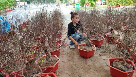 Đào Bắc, quất Phú Yên... đổ bộ lên TP.HCM, người bán ngóng khách - Ảnh 2. Đào Bắc, quất Phú Yên... đổ bộ lên TP.HCM, người bán ngóng khách - Ảnh 2.