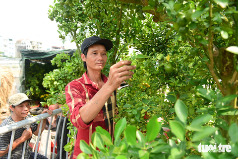 Ghe chở hoa miền Tây cập Bến Bình Đông phục vụ bà con TP.HCM chơi Tết - Ảnh 3. Ghe chở hoa miền Tây cập Bến Bình Đông phục vụ bà con TP.HCM chơi Tết - Ảnh 3.