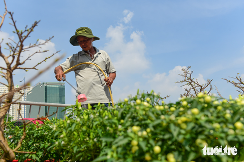 Ghe chở hoa miền Tây cập Bến Bình Đông phục vụ bà con TP.HCM chơi Tết - Ảnh 4. Ghe chở hoa miền Tây cập Bến Bình Đông phục vụ bà con TP.HCM chơi Tết - Ảnh 4.