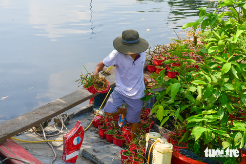 Ghe chở hoa miền Tây cập Bến Bình Đông phục vụ bà con TP.HCM chơi Tết - Ảnh 5. Ghe chở hoa miền Tây cập Bến Bình Đông phục vụ bà con TP.HCM chơi Tết - Ảnh 5.