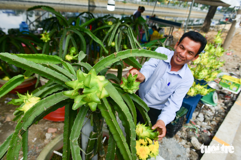 Ghe chở hoa miền Tây cập Bến Bình Đông phục vụ bà con TP.HCM chơi Tết - Ảnh 9. Ghe chở hoa miền Tây cập Bến Bình Đông phục vụ bà con TP.HCM chơi Tết - Ảnh 9.