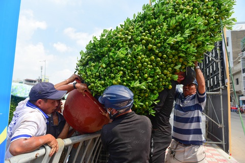 Tin tức sáng 16-1: Hàng Tết dồi dào; khai mạc Hội hoa xuân Tao Đàn và chợ hoa Trên bến dưới thuyền - Ảnh 3. Tin tức sáng 16-1: Hàng Tết dồi dào; khai mạc Hội hoa xuân Tao Đàn và chợ hoa Trên bến dưới thuyền - Ảnh 3.