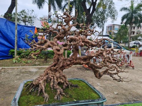Ngắm những cây bonsai tuyệt đẹp ở chợ hoa xuân Quảng Ngãi - Ảnh 3. Ngắm những cây bonsai tuyệt đẹp ở chợ hoa xuân Quảng Ngãi - Ảnh 3.