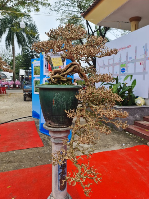 Ngắm những cây bonsai tuyệt đẹp ở chợ hoa xuân Quảng Ngãi - Ảnh 2. Ngắm những cây bonsai tuyệt đẹp ở chợ hoa xuân Quảng Ngãi - Ảnh 2.