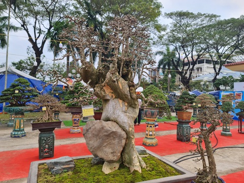 Ngắm những cây bonsai tuyệt đẹp ở chợ hoa xuân Quảng Ngãi - Ảnh 8. Ngắm những cây bonsai tuyệt đẹp ở chợ hoa xuân Quảng Ngãi - Ảnh 8.