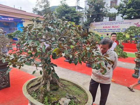 Ngắm những cây bonsai tuyệt đẹp ở chợ hoa xuân Quảng Ngãi - Ảnh 7. Ngắm những cây bonsai tuyệt đẹp ở chợ hoa xuân Quảng Ngãi - Ảnh 7.
