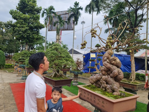 Ngắm những cây bonsai tuyệt đẹp ở chợ hoa xuân Quảng Ngãi - Ảnh 6. Ngắm những cây bonsai tuyệt đẹp ở chợ hoa xuân Quảng Ngãi - Ảnh 6.